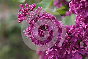 Blooming lilac plant