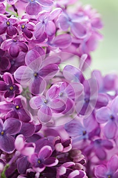 Blooming lilac purple flowers close up