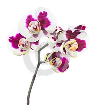 Blooming lilac spotty orchid, phalaenopsis is isolated on white