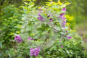 Blooming lilac in spring