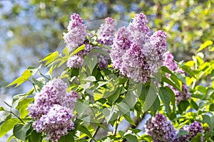 Blooming lilac in spring
