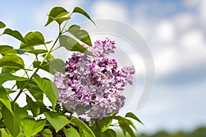 Blooming lilac in spring