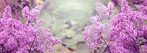 Blooming Lilac, spring background, banner