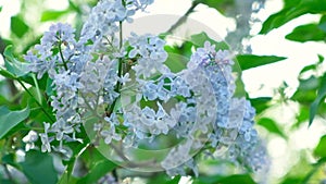 Blooming lilac in spring, close-up, slow motion.