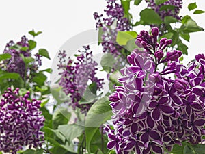 Blooming lilac. Spring purple lilac flowers on white background. Copy space for text. Hungarian lilac variety. Syringa vulgaris