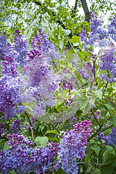 Blooming lilac. Spring purple lilac flowers on white background. Copy space for text. Hungarian lilac variety. Syringa vulgaris