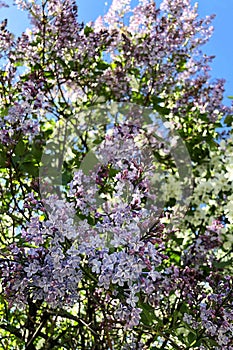 Blooming lilac. Spring purple lilac flowers on white background. Copy space for text. Hungarian lilac variety. Syringa vulgaris