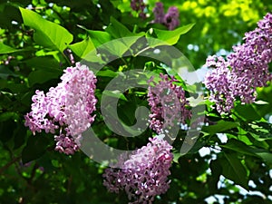 Blooming lilac,syringa blossom in the park in spring