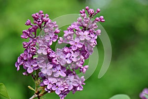 Blooming lilac syringa shaped like a heart