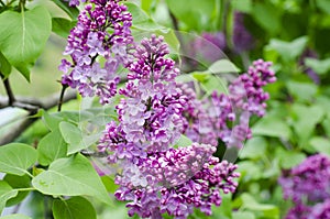 Blooming lilac tree. Pink lilac flowers and green leaves. Spring.