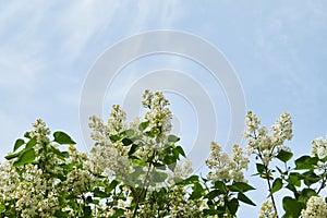 Blooming lilac tree in spring with flowers