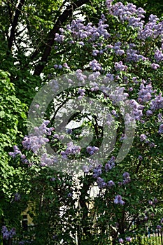 Blooming lilac trees. Taken at lilacs garden.