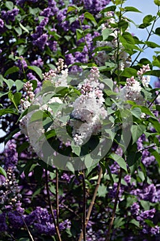 Blooming lilac trees. Taken at lilacs garden.