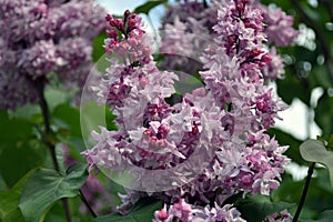 Blooming lilac trees. Taken at lilacs garden.