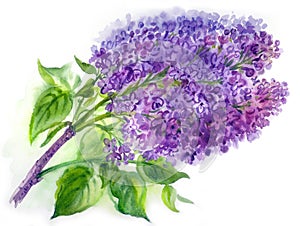 Blooming lilac, watercolor illustration on a white background