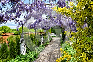 Blooming lilac wisteria on iron arches, fresh green plants, orange wall and yellow euonymus shrub in beautiful garden.