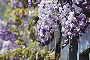 Blooming lilac wisteria on a sunny day