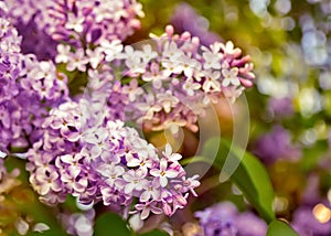 Blooming lilacs.