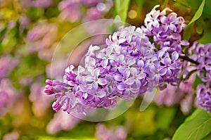 Blooming lilacs.