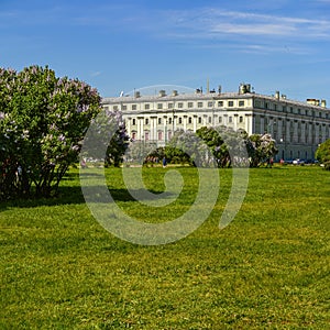 Blooming lilacs on the Champ de Mars in St. Petersburg in the month of May