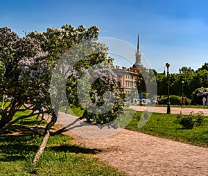 Blooming lilacs on the Champ de Mars in St. Petersburg in the month of May