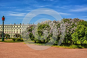 Blooming lilacs on the Champ de Mars in St. Petersburg in the month of May