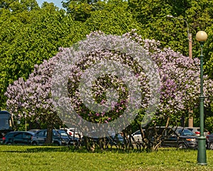 Blooming lilacs on the Champ de Mars in St. Petersburg in the month of May