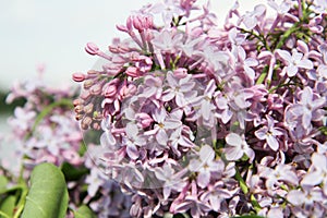Blooming lilacs, shrub flowers of sulfur close-up. There are four petals on the flower