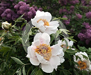 Blooming lilacs and treelike white peonies photo