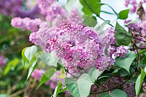 Blooming lilacs. Wallpapers with spring flowers