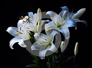 Blooming lilies. Lilium longiflorum, often called the Easter lily, is a plant endemic to both.