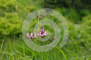 A blooming Lilium martagon (the martagon lily or Turk\'s cap lily)