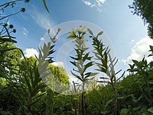 Blooming lily flowers among greenery against the sky with white cloudss