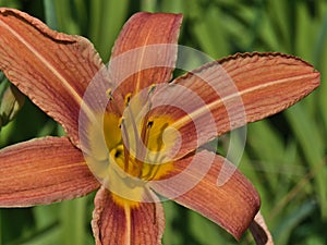 Blooming lily (lilium) with orange and yellow blossom and green leaves on sunny summer day near Beilstein, Germany.