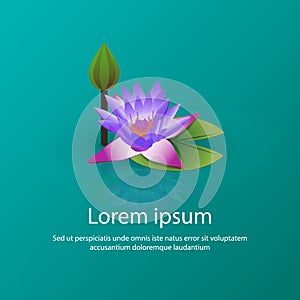 Blooming lily lotus vector illustration