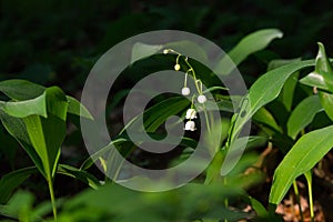 Blooming lily of the valley