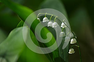 Blooming Lily of the valley flower in a forest