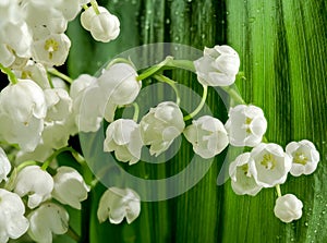 Blooming Lily of the valley flowers