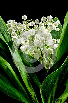Blooming Lily of the valley flowers on a black background