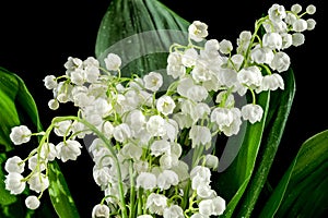 Blooming Lily of the valley flowers on a black background