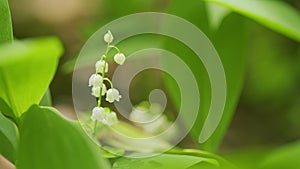 Blooming lily of valley in spring forest. Flowers bells lily of valley wild. Slow motion.