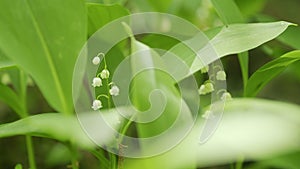 Blooming lily of valley in spring forest. Flowers bells lily of valley wild. Slow motion.