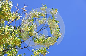 Blooming linden branches against the blue sky.