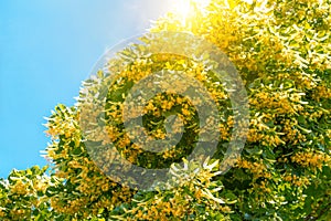 Blooming linden branches