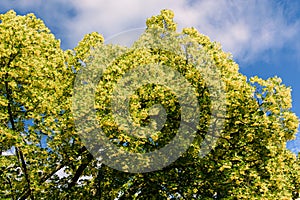 Blooming linden. Lime tree in bloom agaist blue sky. Blossoming basswood on sunny day. Selective focus