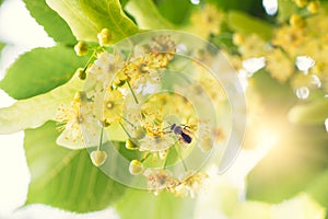 Blooming linden, lime tree in bloom with bees