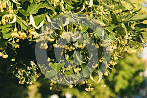 Blooming linden. Lime tree in bloom. Blossoming basswood on sunny day. Selective focus