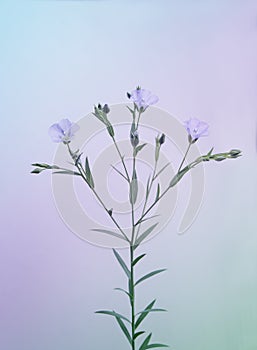 blooming linen twig, toned