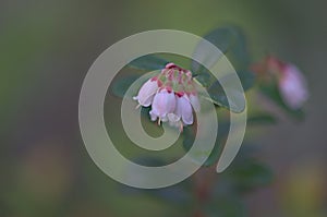 Blooming lingonberry