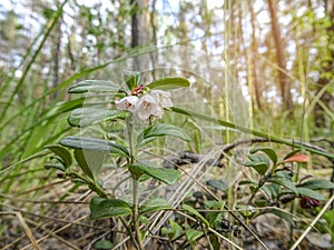 Blooming lingonberry in the summer forest